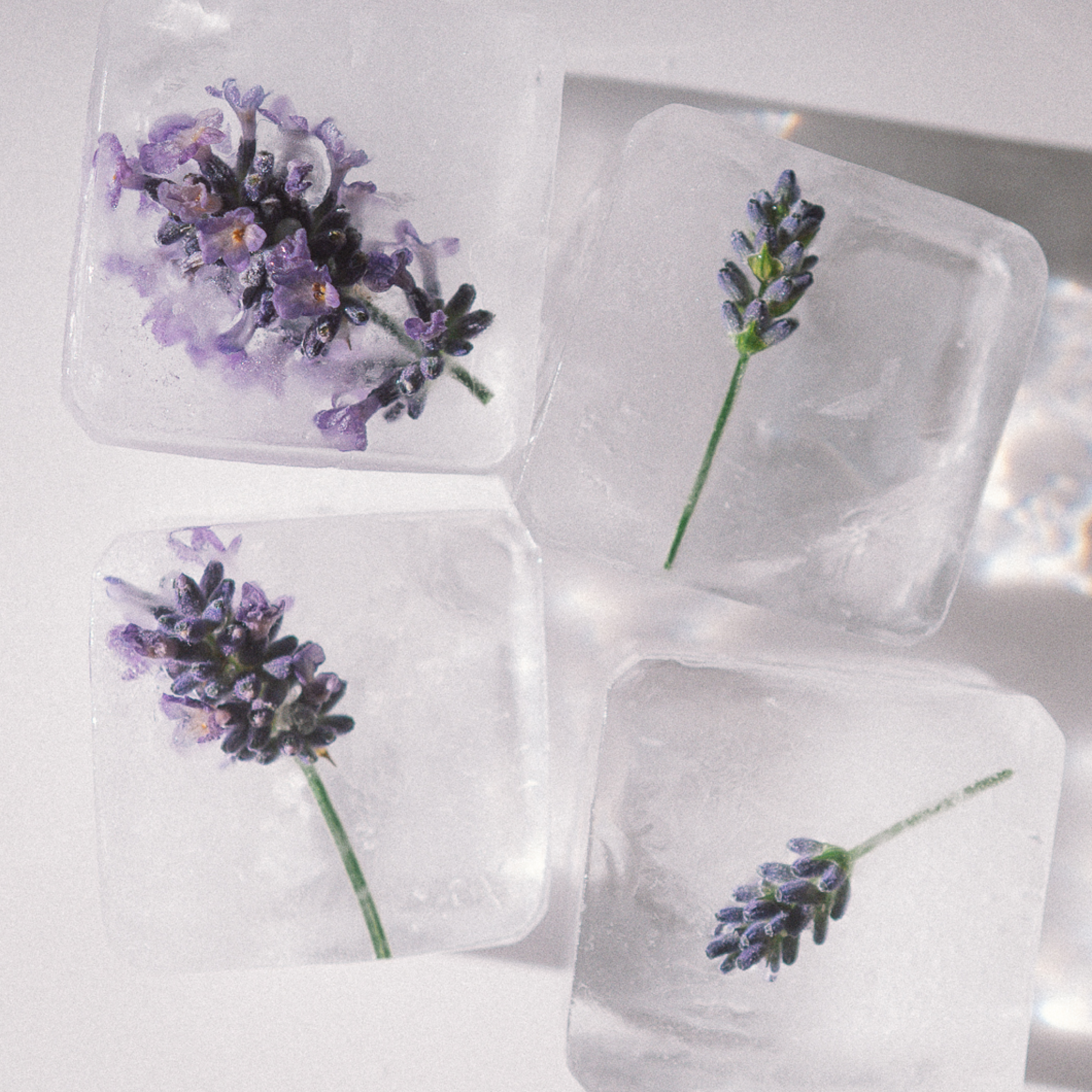 Clear ice cubes with lavender flowers on a reflective surface
